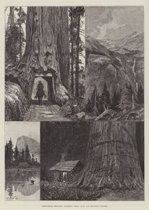 Californische Schetsen, Mammoetbomen, Rots- en Berglandschap